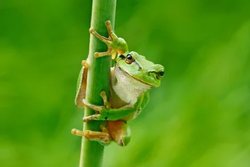 Foto auf Acrylglas Frosch Europäischer Laubfrosch, Hyla arborea, sitzend auf Grasstroh mit klarem grünem Hintergrund. Schöne grüne Amphibie im Naturlebensraum. Wilder Frosch auf Wiese nahe dem Fluss, Lebensraum.