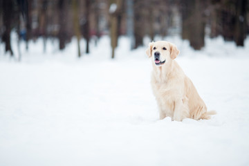 Photo of Labrador dog on winter walk