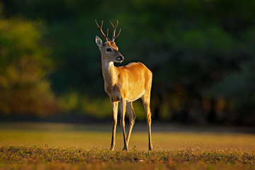 Pampas Deer, Ozotoceros bezoarticus, sitting in the green grass, Pantanal, Brazil. Wildlife scene from nature. Deer, nature habitat. Wildlife Brazil. Sunset in forest. Evening back-light deer.