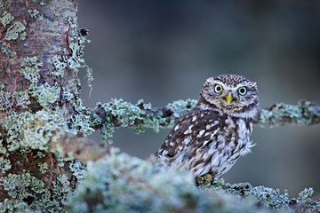Winter scene with Little Owl, Athene noctua, in the white larch forest in central Europe. Portrait of small bird in the nature habitat, Czech Republic. Wildlife scene from nature. Snow fall in forest.