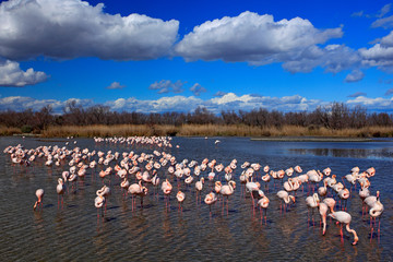 Naklejka premium Flock of Greater Flamingo, Phoenicopterus ruber, nice pink big bird, dancing in the water, animal in the nature habitat. Blue sky and clouds, Camargue, France, Europe. Landscape with flamingos.