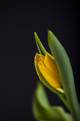 Żółty tulipan otulony liśćmi 