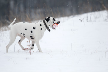 dog outdoors in winter