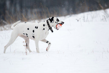 dog outdoors in winter