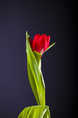 Czerwony tulipan 