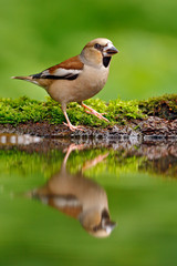 Cute bird. Beautiful songbird, Hawfinch, in water mirror, brown songbird sitting in the water, nice lichen tree branch, bird in the nature habitat, spring - nesting, reflection, mirroring, Germany. © ondrejprosicky