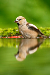 Beautiful songbird, Hawfinch, in water mirror, brown songbird sitting in the water, nice lichen tree branch, bird in the nature habitat, spring - nesting, reflection, mirroring, Germany. Cute bird.
