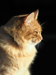 Ginger Tom Cat