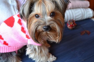 Cute yorkshire terrier wearing a sweater.