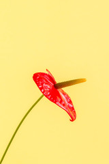 Red flower on a bright colored background.