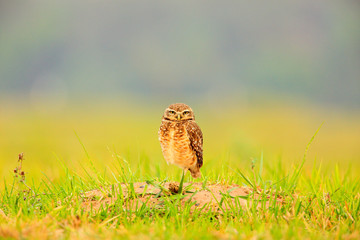 Burrowing Owl, Athene cunicularia, night bird with beautiful evening sun, animal in the nature habitat, Mato Grosso, Pantanal, Brazil. Wildlife scene from nature, wild Brazil Owl. Big eyes in grass.
