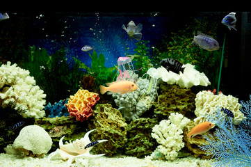fish in the aquarium, blue water. Dreams of the sea. Relax at home