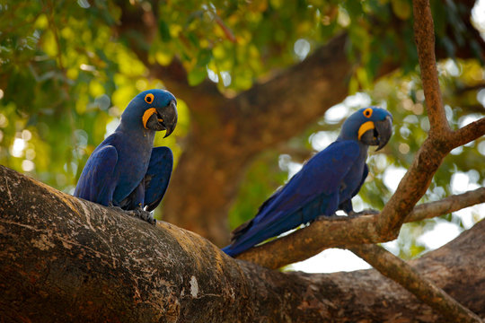 Fototapeta Two Hyacinth Macaw, Anodorhynchus hyacinthinus, blue parrot. Portrait big blue parrot, Pantanal, Brazil, South America. Beautiful rare bird in the nature habitat. Wildlife Brazil, macaw wild nature.