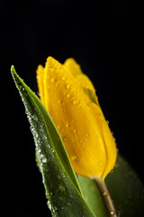 Piękny Zółty tulipan 
