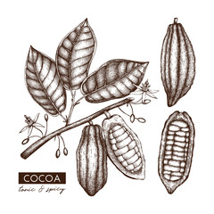 Vector Cocoa beans, leaves, flowers illustration. Hand drawn exotic fruit sketch. Botanical design template. 