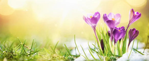 Photo sur Plexiglas Printemps Printemps. Fleurs de printemps au soleil. Nature en plein air