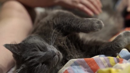 Elderly woman petting relaxed cat on the bed. Female hand lightly stroking cat tummy. Very happy gray cat like to be petted.