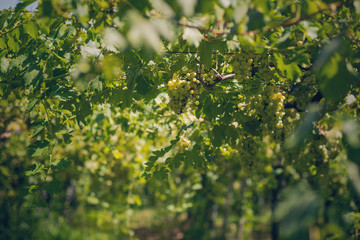 Vineyard in summer. Close up of bunch of grapes hanging from the vines.