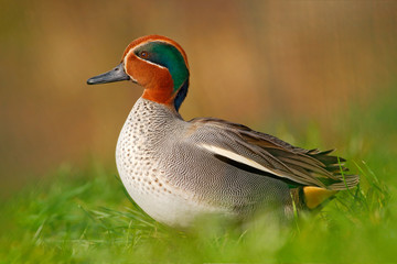 Obraz premium Camnon Teal, Anas crecca, nice duck with rusty head, in green grass. Spring bird near the water. Wildlife scene from nature. Bird in the habitat.