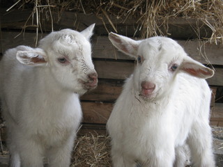 Obraz premium Chevreaux blancs (jumeaux)