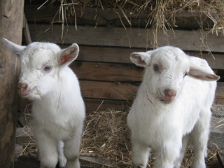 Fototapeta premium Chevreaux blancs (jumeaux)