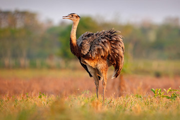 Wildlife scene from Brazil. Bird with long neck. Greater Rhea, Rhea americana, big bird with fluffy feathers, animal in nature habitat, evening sun, Pantanal, Brazil. Rhea on the grass meadow.