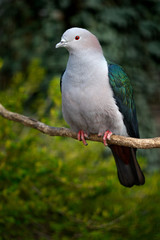 Blue-tailed Imperial-pigeon, Ducula concinna, wood pigeon. forest bird in the nature habitat, green background, Sulawesi, Indonesia. Rare bird from Asia, green vegetation. Pigeon in nature habitat.