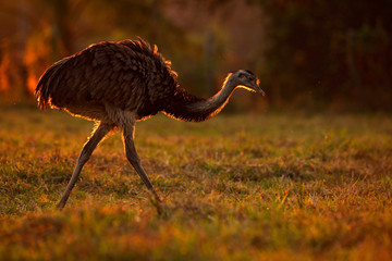 Greater Rhea, Rhea americana, big bird with fluffy feathers, animal in nature habitat, evening sun, Pantanal, Brazil. Rhea on the grass meadow. Wildlife scene from Brazil. Bird with long neck.