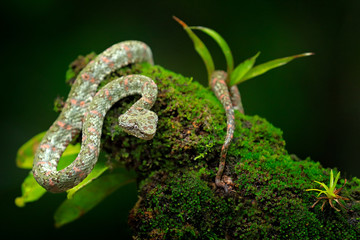 Fototapeta premium Eyelash Palm Pitviper, Bothriechis schlegeli, on the green moss branch. Venomous snake in the nature habitat. Poisonous animal from South America. Dangerous snake in the nature habitat.