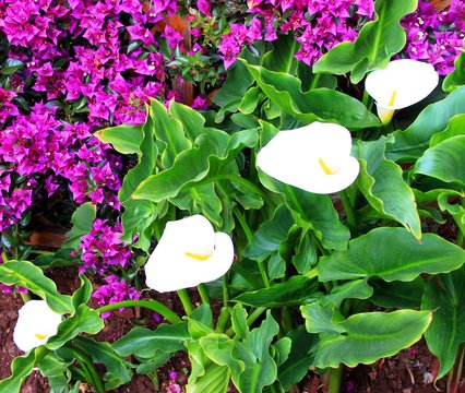 Lila Bl&uuml;ten mit Calla Diagonale