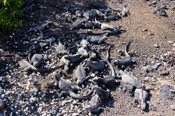 Echsen in der freien Wildbahn auf den Galapagos Inseln