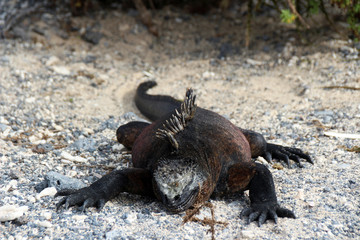 Echsen in der freien Wildbahn auf den Galapagos Inseln