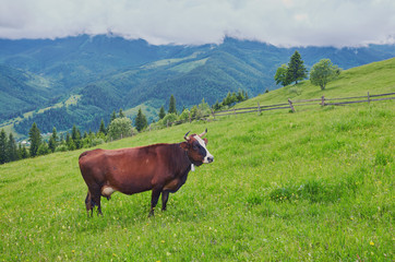 Green meadow in mountains and cows