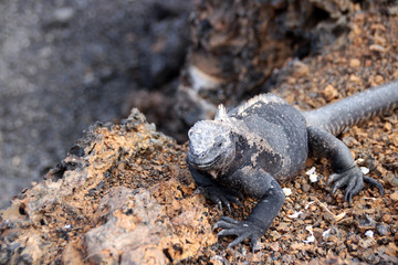 Echsen in der freien Wildbahn auf den Galapagos Inseln