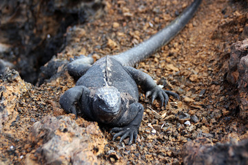 Echsen in der freien Wildbahn auf den Galapagos Inseln
