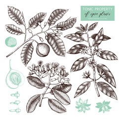 Obraz premium Vector collection of tonic and spicy plants - nutmeg, star anise, clove tree. Hand drawn spices illustrations set. Vintage aromatic elements. Sketched flowers, leaves, seeds, fruits.