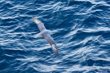 Ocean bird. Bird with blue ocean. Northern Fulmar, Fulmarus glacialis, white bird, blue water, dark...