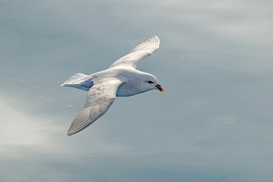 Flying bird. Fulmar in fly. Northern Fulmar, Fulmarus glacialis, white bird, blue water, dark blue ice in the background, animal flight Arctic nature habitat, Svalbard, Norway. Bird in cold nature.