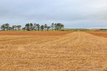 Fototapeta premium Rural Winter Scene