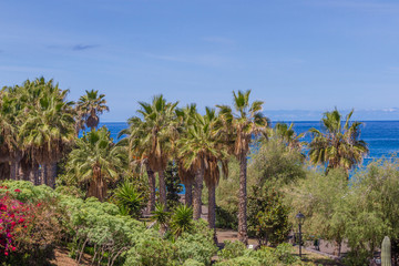 Fototapeta na wymiar Jungle palm trees in the blue sky