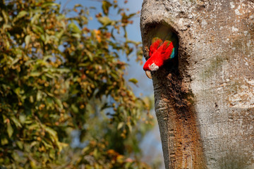Obraz premium Red-and-green Macaw, Ara chloroptera, in the dark green forest habitat. Big red parrot, fly from nest hole. Beautiful macaw parrot from Panatanal, Brazil. Bird in flight. Action wildlife scene nature.