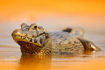 Selbstklebende Fototapete Krokodil Yacare Kaiman, Goldkrokodil in der dunkelorangefarbenen Abendwasseroberfläche mit Sonne, Naturflusslebensraum, Pantanal, Brasilien Wildlife-Szene aus der Natur. Krokodil, Sonnenuntergang.