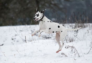 dog outdoors in winter