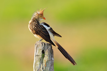 Guira cuckoo, Guira guira,  in nature habitat, bird sitting in perch, grey bird, Mato Grosso,...