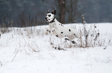 dog outdoors in winter