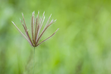 a grass on field background