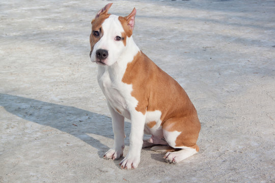 American staffordshire terrier puppy is sitting on a white snow. Three month old.