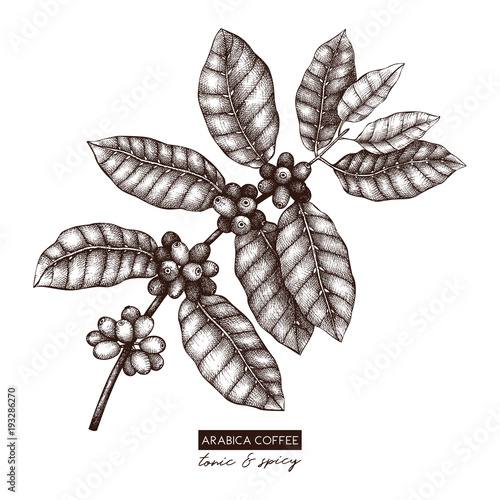 Botanical Illustration Of Arabica With Fruits Vector Hand Drawn Coffee Plant Sketch Aromatic And Botanical Illustration Of Arabica With Fruits Vector Hand Drawn Coffee Plant Sketch Aromatic And