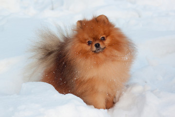 Beautiful pomeranian puppy is standing on a white snow. Pet animals.