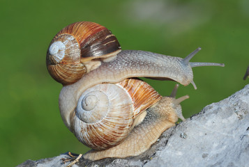 Weinbergschnecken auf Stein